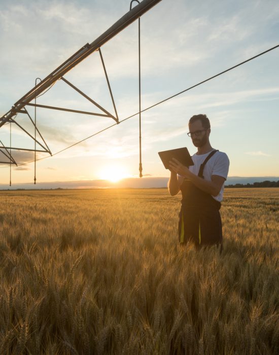Young farmer or agronomist standing in wheat field beneath irrigation system and using a tablet Serious young Caucasian farmer or agronomist standing in ripe wheat field beneath center pivot irrigation system and using a tablet at sunset